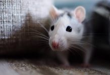 how to get rid of mice naturally