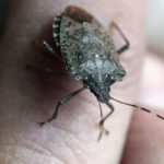 how to get rid of stink bugs naturally