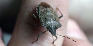 how to get rid of stink bugs naturally