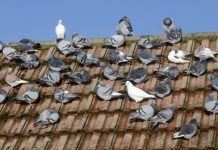 How to get rid of pigeons naturally