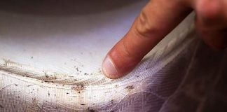 how to kill bed bugs - what kills bed bugs fast