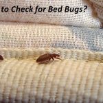 How to Check for Bed Bugs tell if you have bed bugs