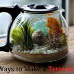 Make a terrarium