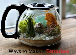 Make a terrarium