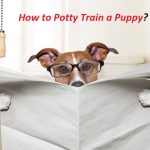 Potty Train a Puppy
