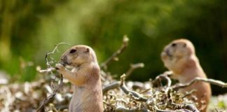 Remedies to Get Rid of Gophers