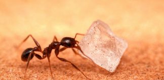 Ways to kill sugar ants