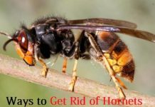 get ridof hornets
