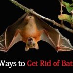 get rid of bats