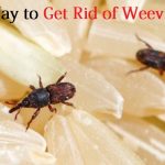 get rid of weevils