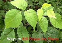 kill poison ivy plants