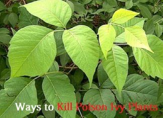 kill poison ivy plants